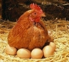 Supaprastinti kiaušinių tiekimo rinkai reikalavimai smulkiems ūkininkams