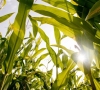 Ministerija ir žemdirbiai taria tvirtą „ne” GMO