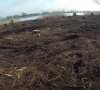 Aplinkos apsaugos departamentas tęsia tyrimą dėl Rusnėje iškirstų medžių: aptikta 4,5 tūkst. kelmų 