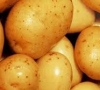 Bulvių sodinimo atmintinė: šykštus moka du kartus