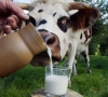 Seime – siūlymas uždrausti nesąžiningą prekybą pienu