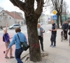 Aukščiausios kvalifikacijos dendreologai vertino Šilutės medžių būklę