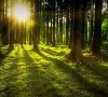 Investicijos, kuriomis didinamas miškų ekosistemų atsparumas ir aplinkosauginė vertė – nuo liepos 2 d.