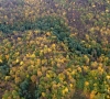 Vyriausybė imasi didinti miškingumą: perduota 3,5 tūkst. ha žemės miškams auginti ir naudoti