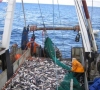 Draus išmesti sužvejotas žuvis atgal į jūrą