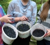 Gamtininkas: Lietuvoje nyksta uogavimo tradicija