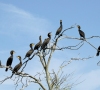 Rusnėje bus kontroliuojama kormoranų populiacija