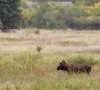 S. Paltanavičius: miške lankykitės rečiau – prasideda briedžių ruja