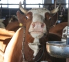 Lietuvoje gali nelikti pieno pramonės