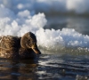Kokios globos žiemą laukia vandens paukščiai