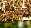 Kviečiame teikti paraiškas paramai už bičių maitinimą gauti