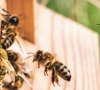 Šilutiškis bitininkas: bitės miršta, ar ūkininkams egzistuoja taisyklės?