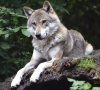 Aplinkos ministras patvirtino vilkų medžioklės kvotą