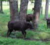 Pašilių stumbrynas laukia lankytojų