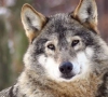 Siūloma per būsimą medžioklės sezoną leisti sumedžioti 110 vilkų 