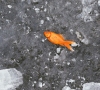 Aplinkosaugininkai informuoja: šaltesni orai gali paskatinti žuvų gaišimą