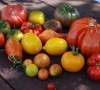 Pusšimtį veislių pomidorų auginanti juknaitiškė iš jų verda net uogienę