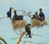 Dėl parazitinių kormoranų žalos – pretenzija aplinkos ministrui