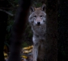 Naujame medžioklės sezone bus galima sumedžioti 341 vilką