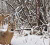 Aplinkosaugininkai primena kaip reikia elgtis su laukiniais gyvūnais žiemą
