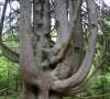 Gal „Raganų eglė“ taps Europos metų medžiu?