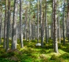 Gyventojų apklausa: didžiausią susirūpinimą kelia miškų tvarkymo būdas, ypač saugomose teritorijose