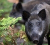 Per savaitę nustatyti 3 afrikinio kiaulių maro atvejai šernams