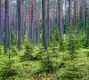 Lietuvos valstybinių miškų sistema išliks stabili! 