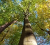 Lietuvoje įsitvirtina naujas medis – paprastasis bukas, miškininkai renka šio medžio sėklas