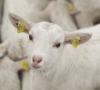 Informacija avių ir ožkų augintojams
