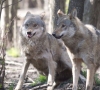 Jau nutraukiamas vilkų medžioklės sezonas