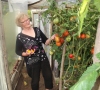 M. Ramašauskienė užaugino ekologišką pomidorą galiūną