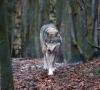 Per sezoną bus galima sumedžioti 60 vilkų