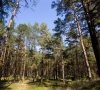 Darnus miškų tvarkymas – vienas svarbiausių valstybės lūkesčių rūpinantis miškais