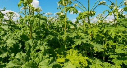 Aplinkosaugininkai primena apie invazinių augalų daromą žalą